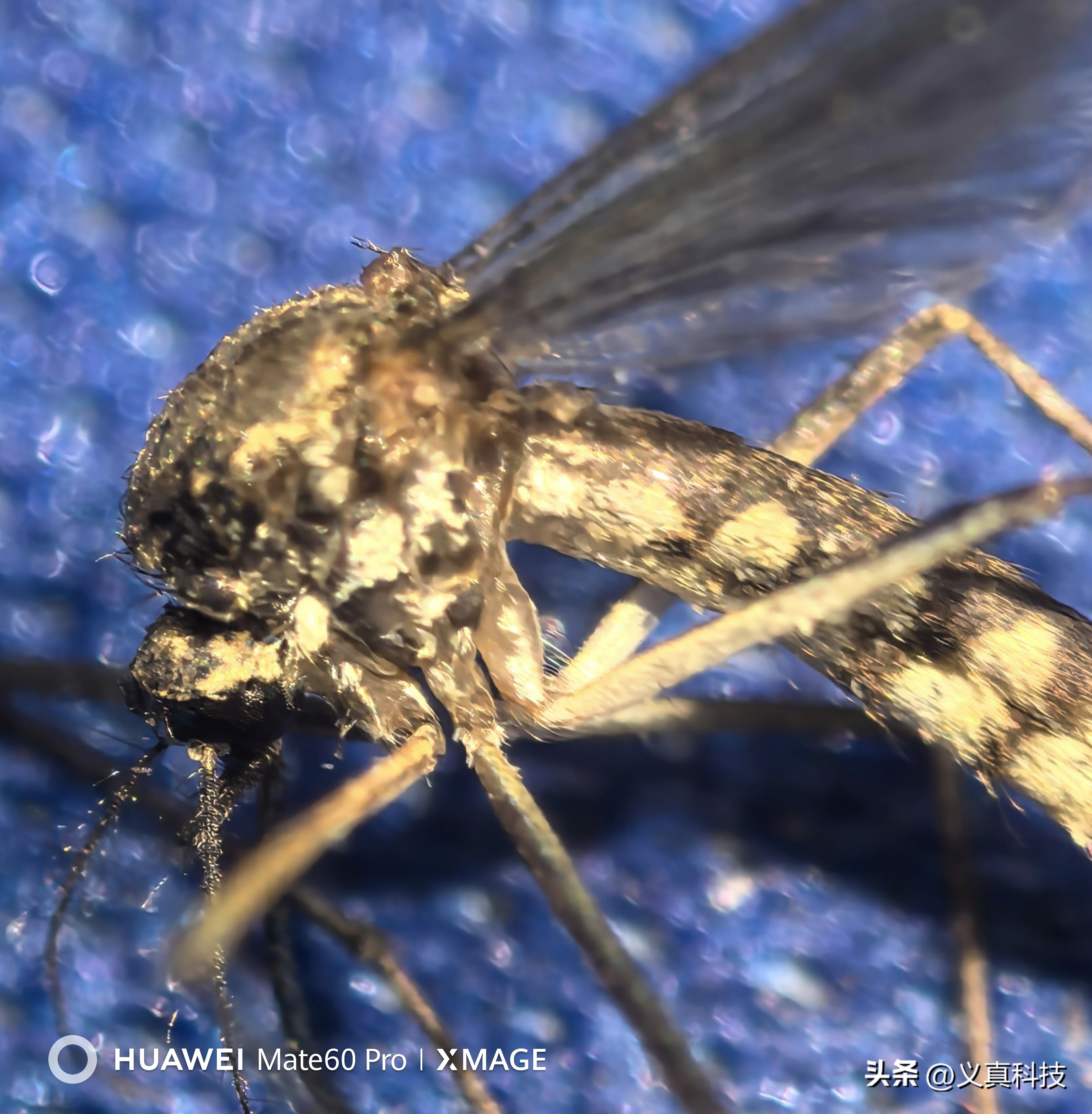 _小米超长焦_小米长焦微距镜头是什么意思